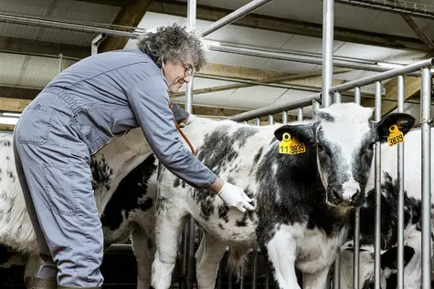 V&eacute;t&eacute;rinaire CIRVEAU