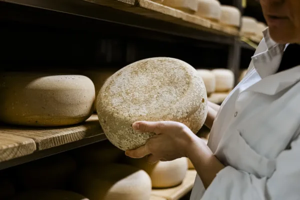 Fromages en cours d'affinage sur des clayettes en bois, dont la fabrication repose sur la présure de veau