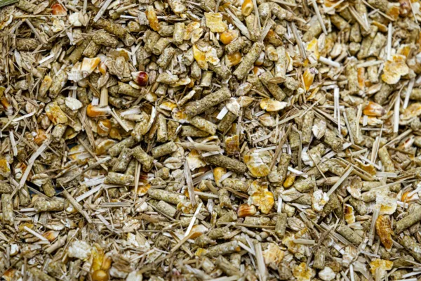 alimentation à base de céréales pour les veaux