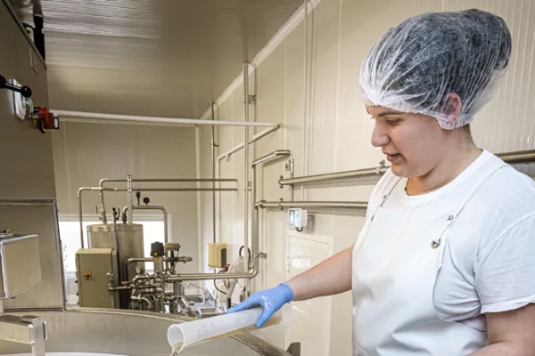A cheese-maker pouring rennet into a vat, illustrating the link between the dairy sector and the veal sector