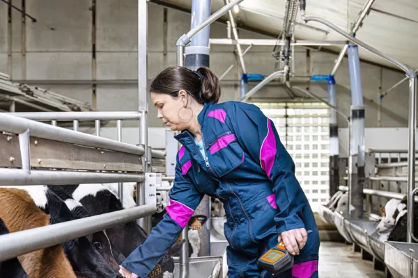 Breeder observing his calves one by one in a bright and well-ventilated barn